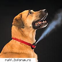 Acesta este un post demonstrativ - caninul - Forum RuffSmock3rs