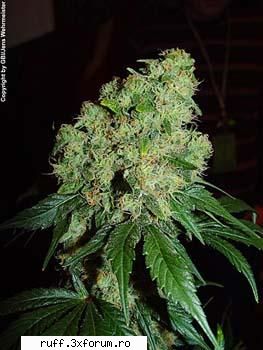 cu si despre weeeeeeeeeeeeeeeeeeeeeeddddddddd - BUBBLEGUM Bubble Gum is a medium - Strictly Hip-Hop&Raggae
