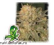 bubble gum is a medium tall, usually not too branchy (sometimes stretchy) plant, producing compact,