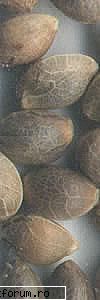 cu si despre weeeeeeeeeeeeeeeeeeeeeeddddddddd - Get the Best Seeds Getting the best - Strictly Hip-Hop&Raggae